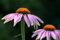 Tiere-Blume-Makro-D31_5513.jpg   26.04